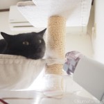 キャットタワーのハンモックで吸入する猫