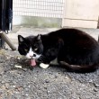 黒白猫さんの長い舌
