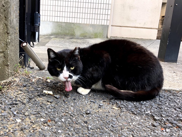 黒白猫さんの長い舌