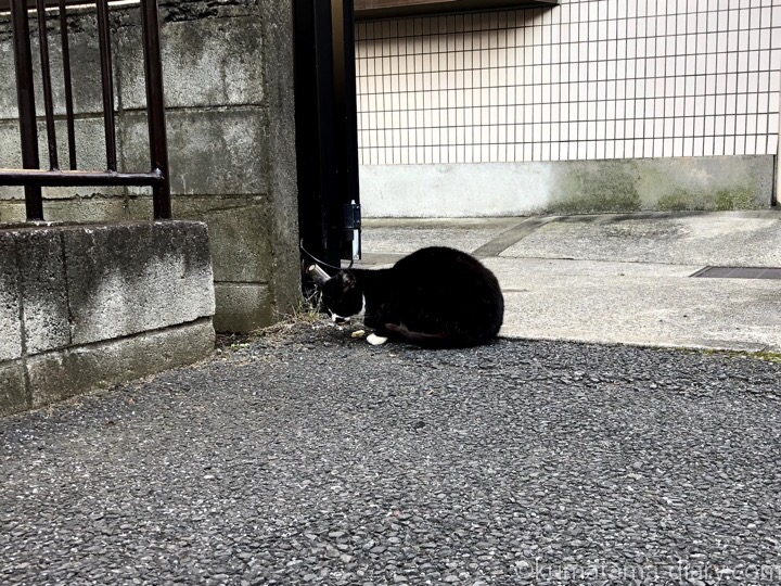 黒白猫さん