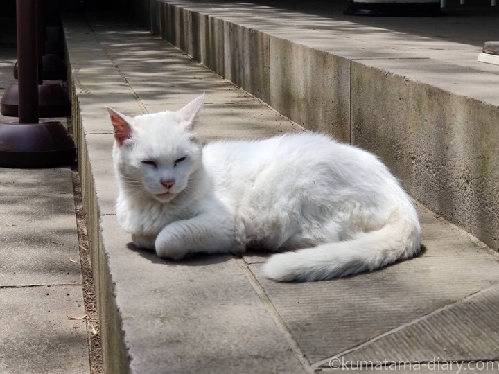 愛宕神社の白猫さん