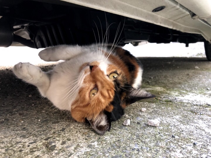 車の下の三毛猫さん