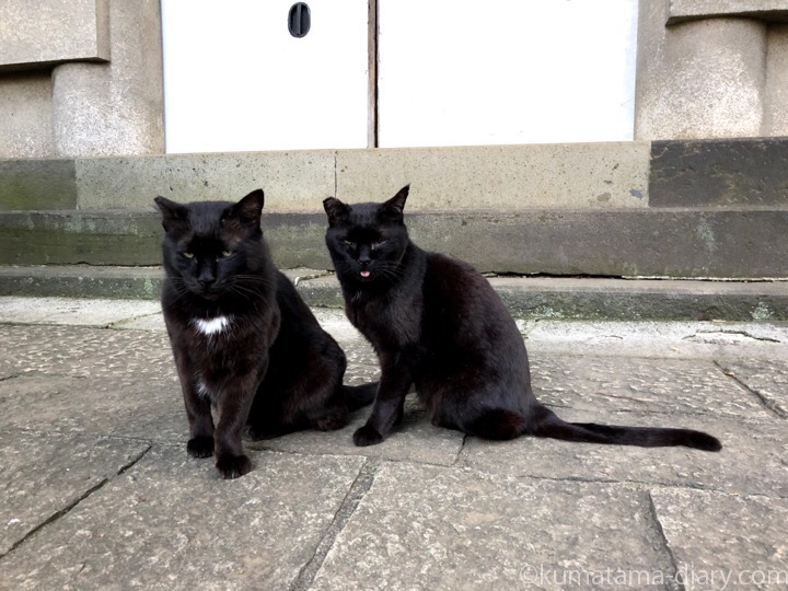 白山神社の黒猫さんたち
