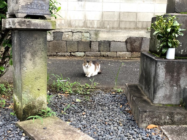 墓地の猫さん