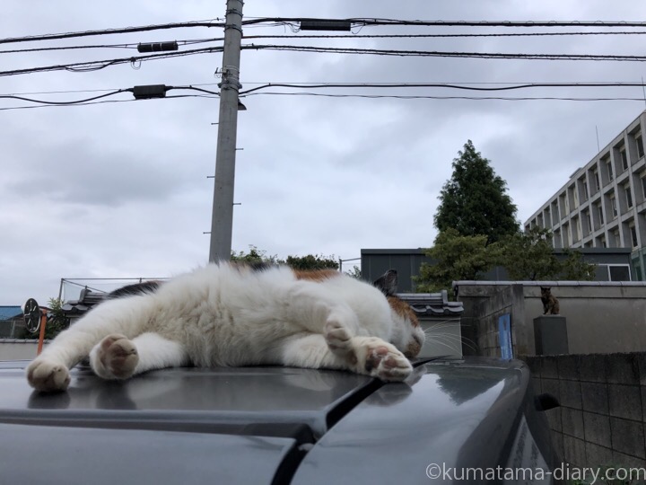 車の上の三毛猫さん