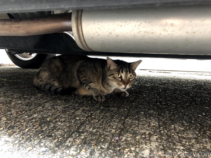 車の下のキジトラ猫さん