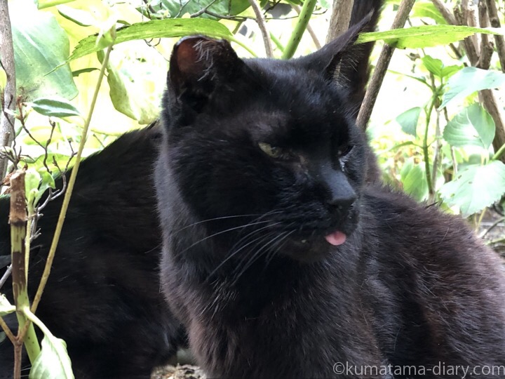 舌が出ている黒猫さん