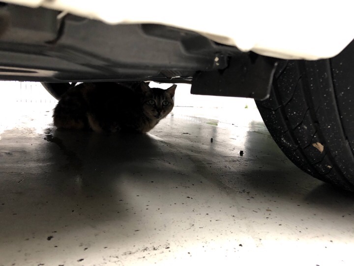 車の下のキジトラ猫さん