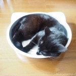 猫の暑さ対策にアルミ製「マルカン ひんやりクール猫鍋」を買いました