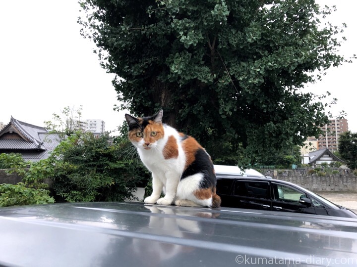 車の上の三毛猫さん