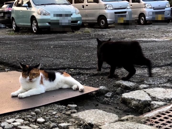 三毛猫さんと黒猫さん