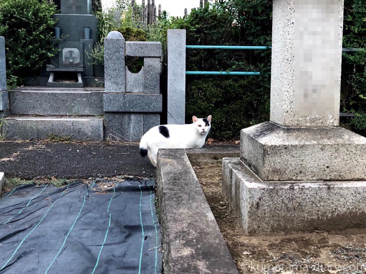 墓地の白黒猫さん