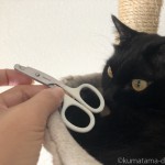 【月命日】爪切りが大嫌いな黒猫
