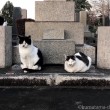 黒白猫さんとキジトラ白猫さん