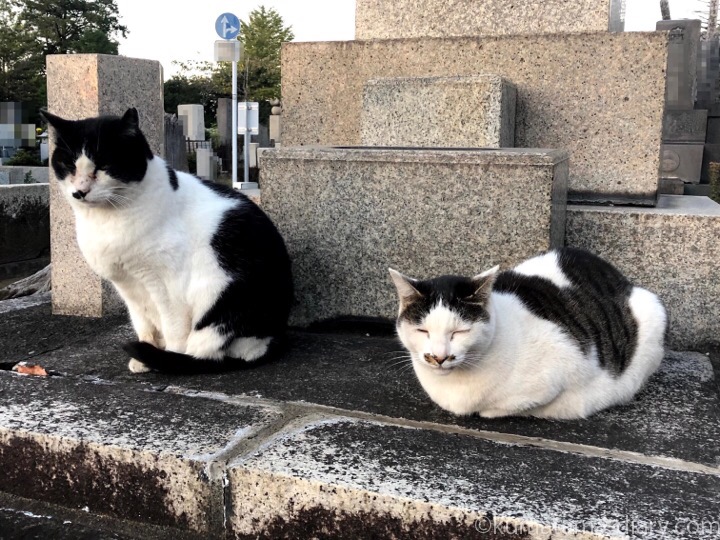 黒白猫さんとキジトラ白猫さん