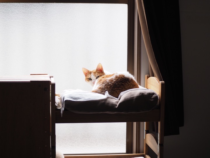 IKEA猫ベッドたまき
