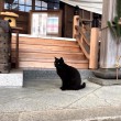 神社の黒猫さん