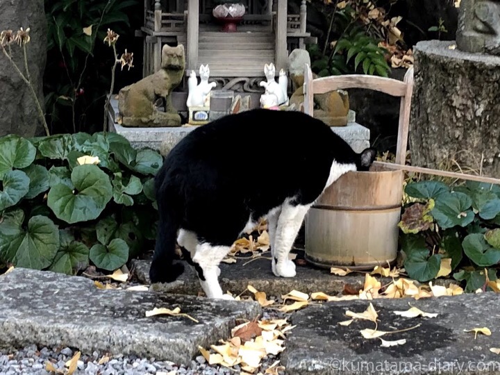 水を飲む黒白猫さん