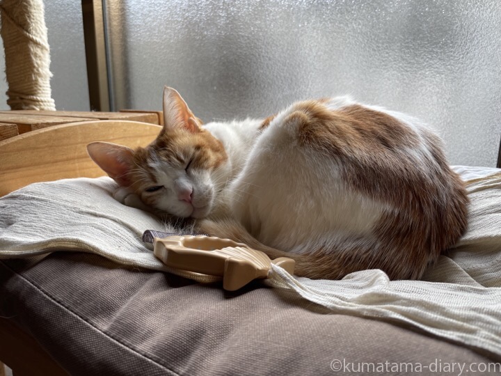 IKEA猫ベッドたまきとピロコーム