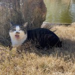 池のほとりであくびするキジトラ白猫さん