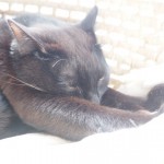 出窓の「メイズ製ペット用ベッド」で眠る猫