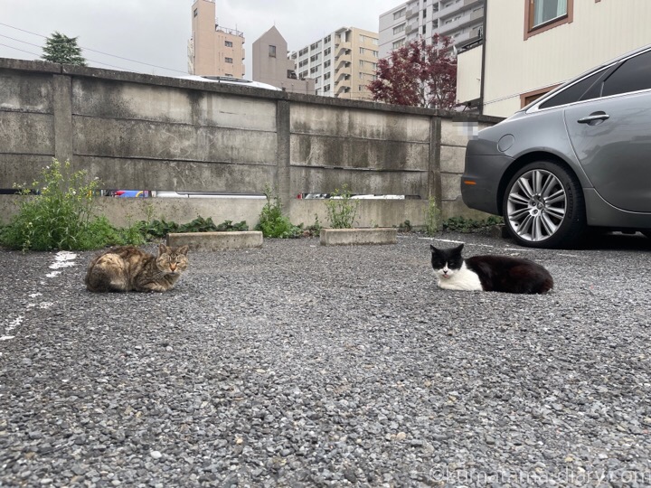 駐車場の猫さんたち