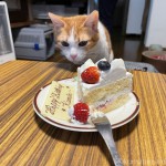 誕生日ケーキと猫たち