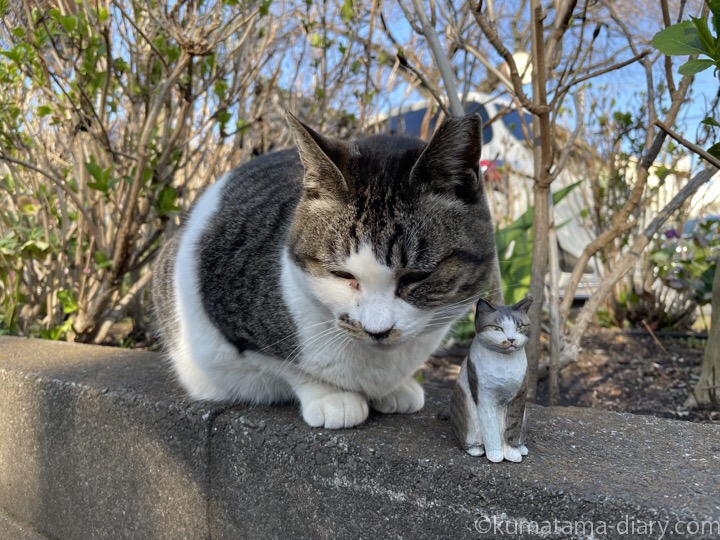 キジトラ白猫さんと木彫り猫
