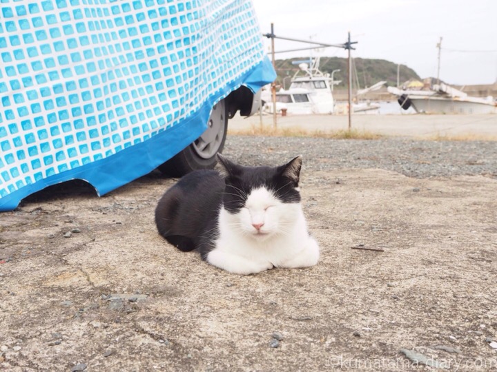 相島の黒白猫さん