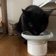 エサを食べるふみおと木彫り猫