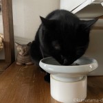 木彫り猫に見守られながらエサを食べる猫