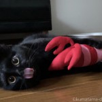 「ペティオ (Petio) 猫用おもちゃ けりぐるみ エビ」で激しく遊ぶ猫