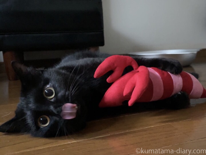 ペティオ (Petio) 猫用おもちゃ けりぐるみ エビ」で激しく遊ぶ猫