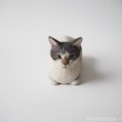 サバトラ白猫さん木彫り猫