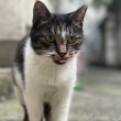 キジトラ白猫さん舌