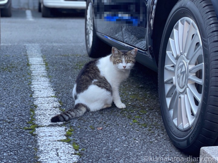 駐車場のキジトラ白猫さん