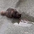 水を飲む黒猫さん