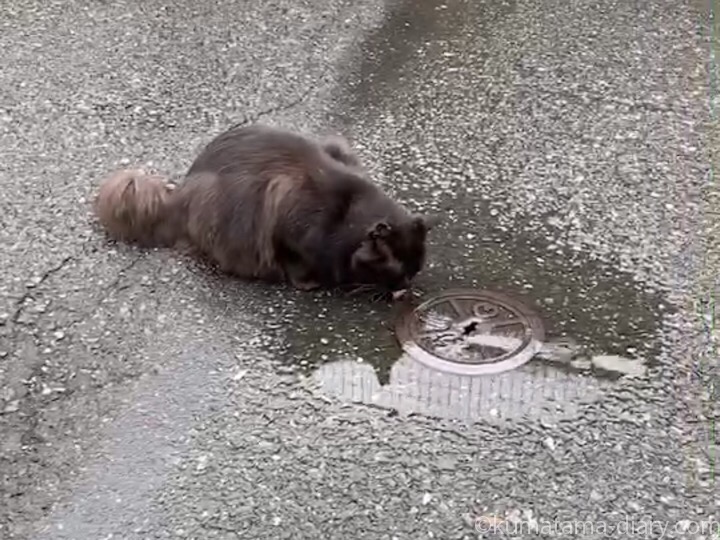 水を飲む黒猫さん