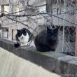 黒猫さんと黒白猫さん