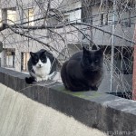 塀の上の黒猫さんと黒白猫さん