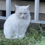 寒そうにしていたオッドアイの白猫さん