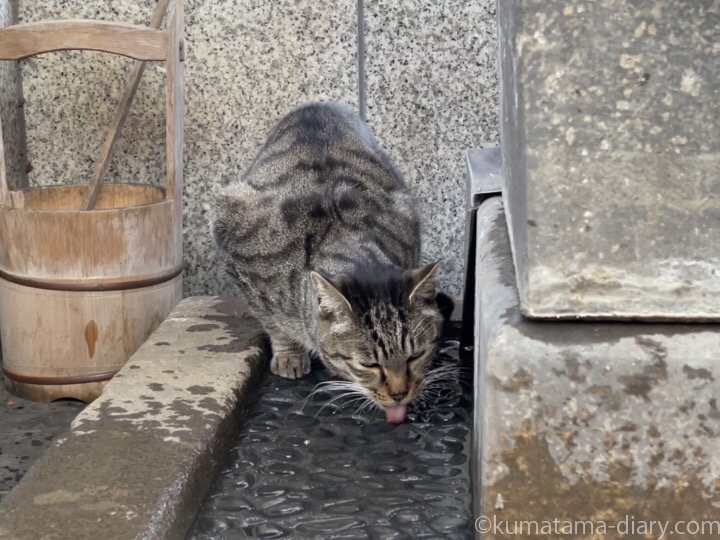 水を飲むキジトラ猫さん