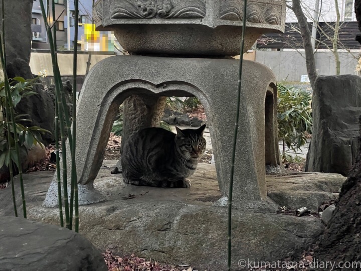 灯籠の下のキジトラ猫さん