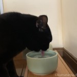 ヘルスウォーターボウルから水を飲む猫