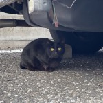 連続して見かけた駐車場の黒猫さん