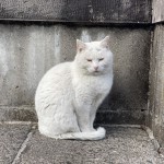 困ったような顔をしたオッドアイの白猫さん