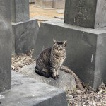 墓地で猫さんと追いかけっこしました