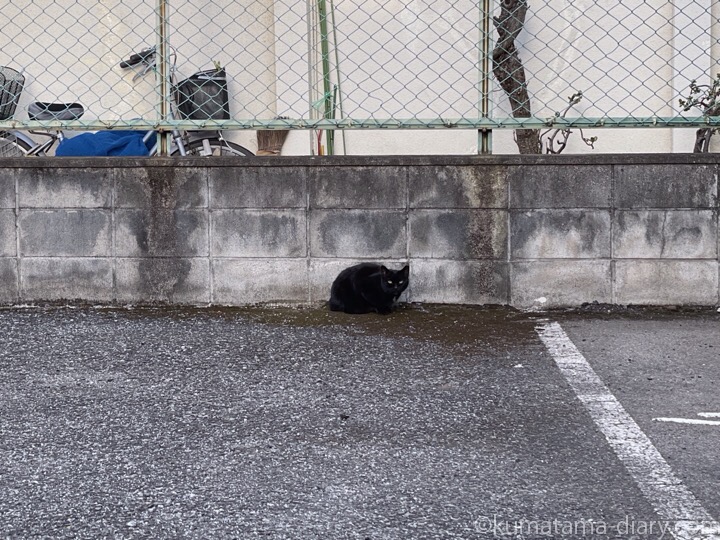 駐車場黒猫さん