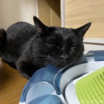 「cat it プレイサーキット」にあごを乗せて眠る猫
