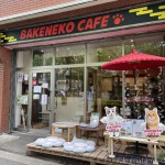 保護猫カフェ「BAKENEKO CAFE」でかわいい猫さんたちに癒されました